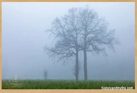 Dülmen,_Leuste,_Bäume_im_Nebel_--_2020_--_5041
