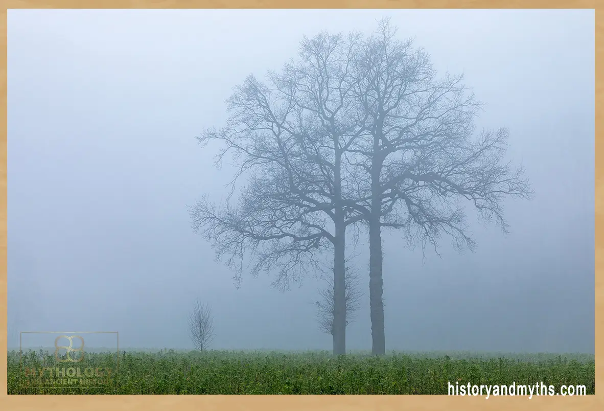 Dülmen,_Leuste,_Bäume_im_Nebel_--_2020_--_5041