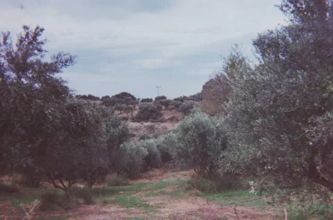 Olive grove in the Peloponnese, Greece