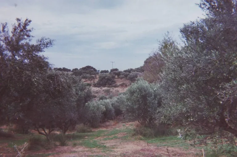 Olive grove in the Peloponnese, Greece