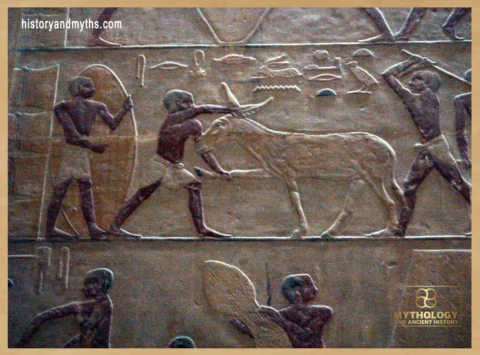 Relief detail from the Mastaba of Ti, Saqqara — depicting a mule refusing to move, illustrating the realities of animal labor, control, and resistance in daily Egyptian work life.