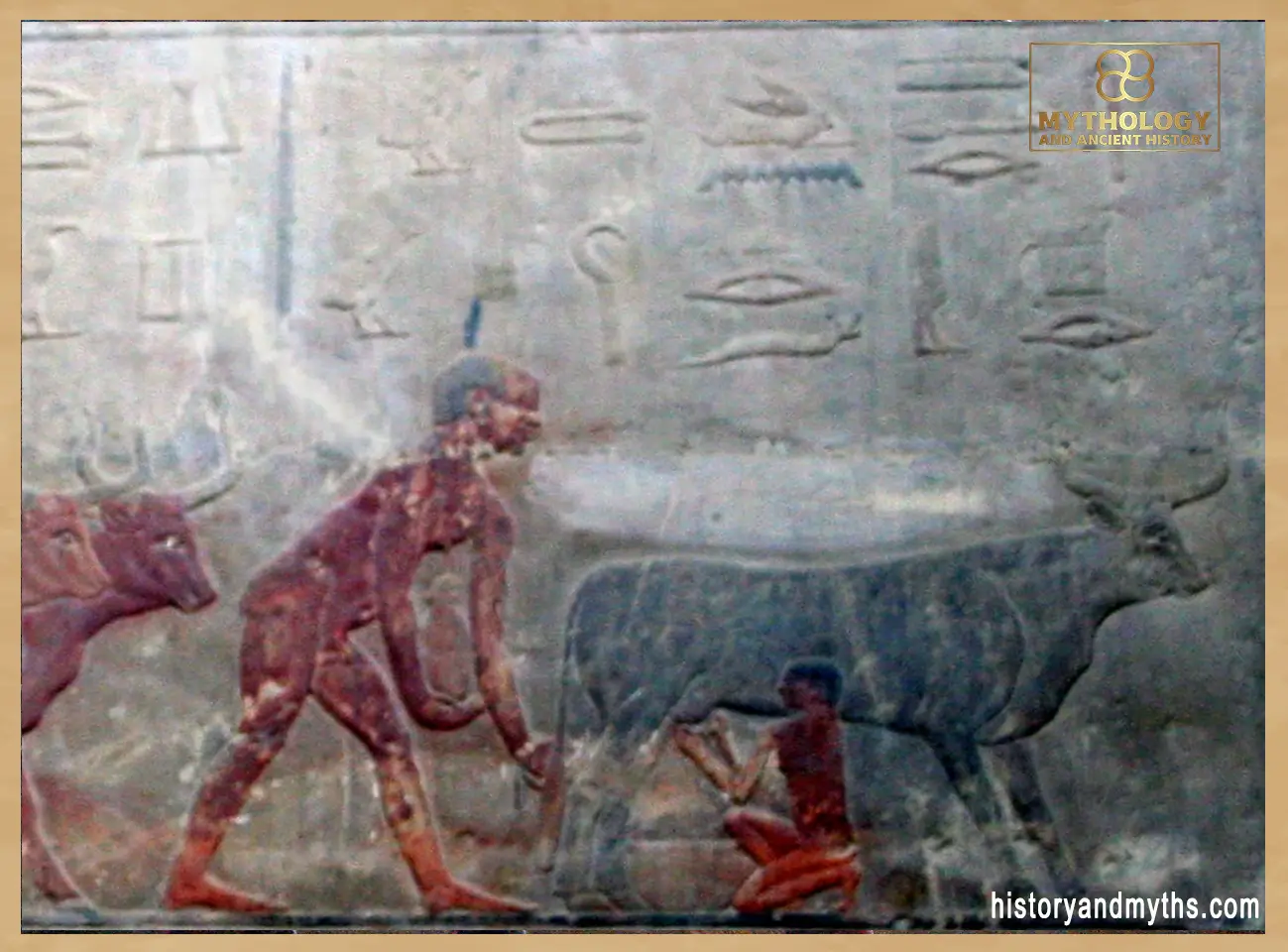 Relief from the Mastaba of Ti, Saqqara — depicting an ancient Egyptian farmer milking a cow, illustrating the role of cattle in daily food production and household economy during the Old Kingdom.